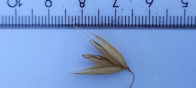 Click for 2 image(s) for this accession. Spikelet